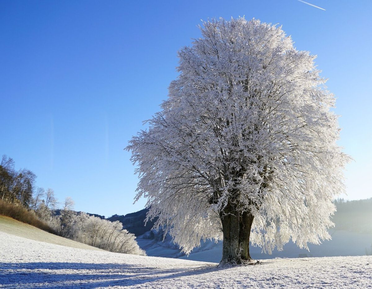 Das Winterrätsel: Wer war das?