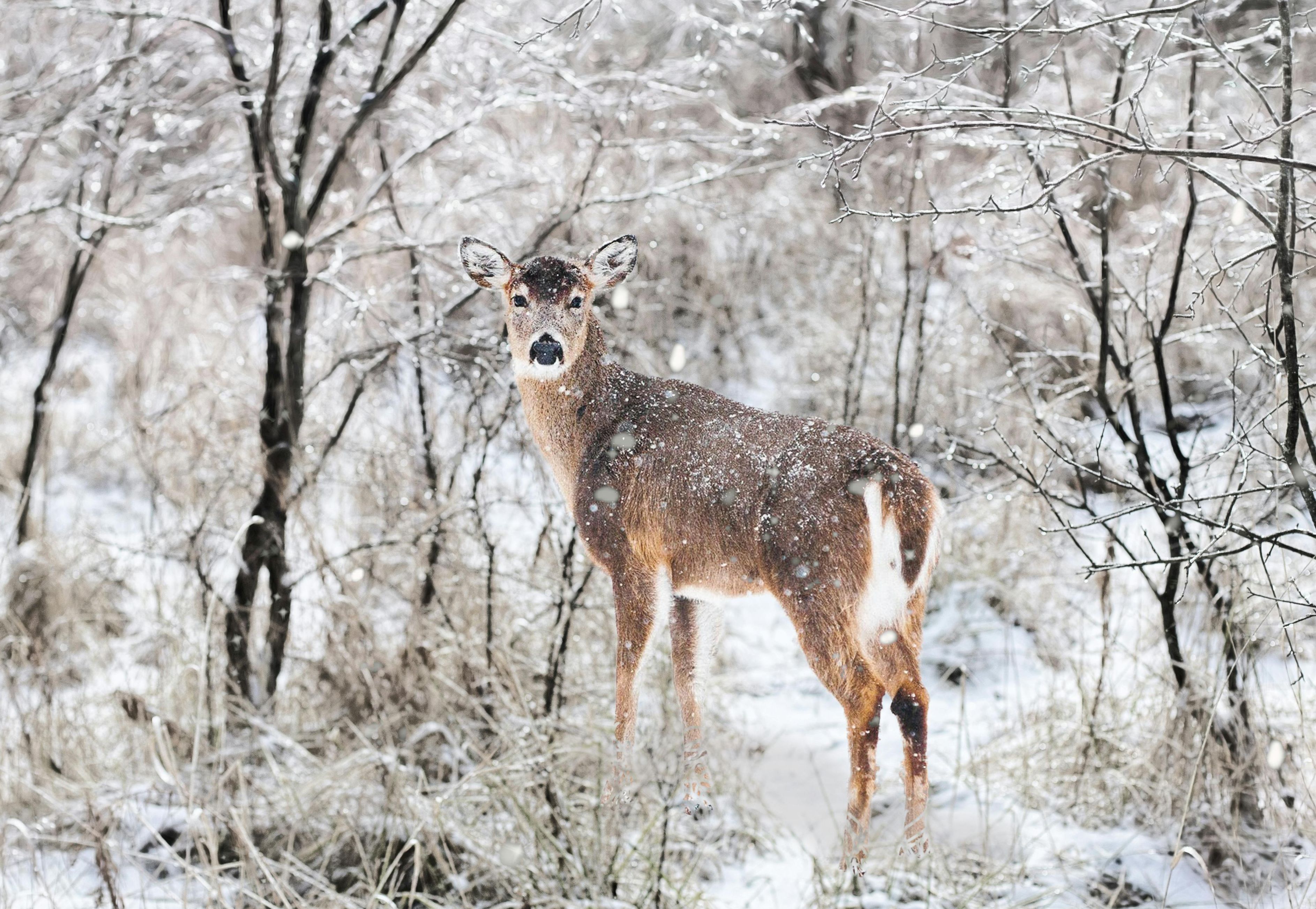 Das Winterrätsel: Wer schrieb das?